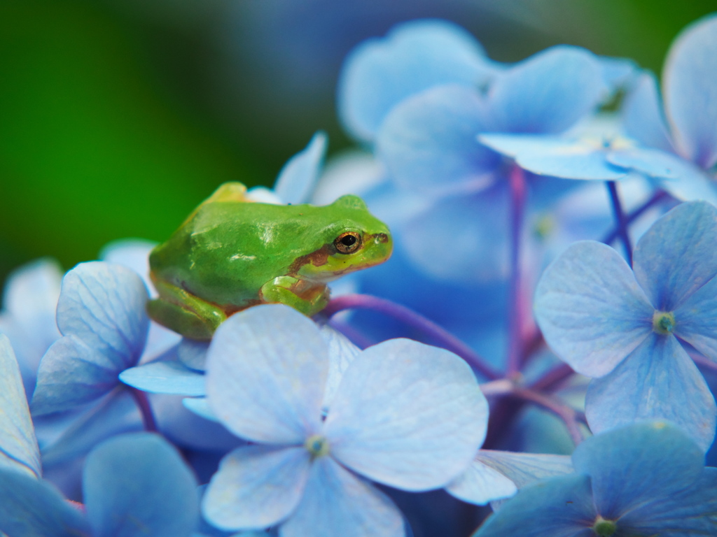 ケロケロ♪