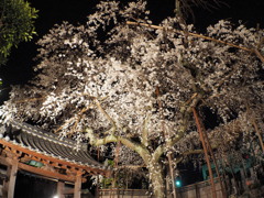 源空院の枝垂れ桜2