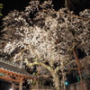 源空院の枝垂れ桜2