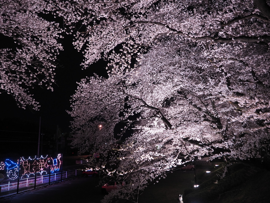 黄金堤の桜1