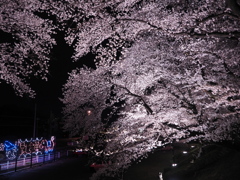 黄金堤の桜1
