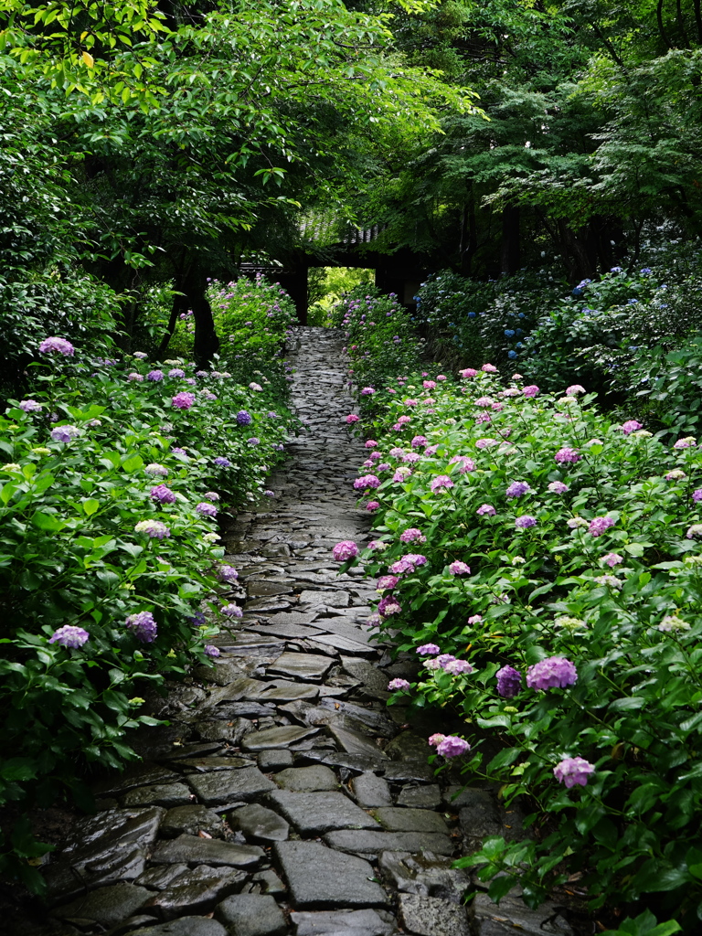 本光寺1