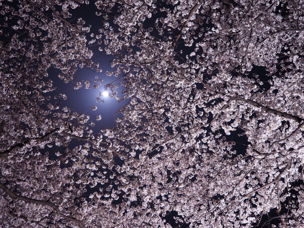 黄金堤02