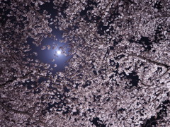 黄金堤02