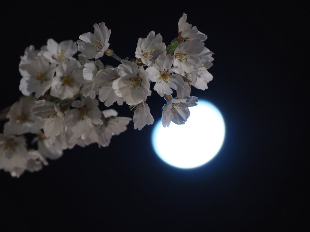 月と桜