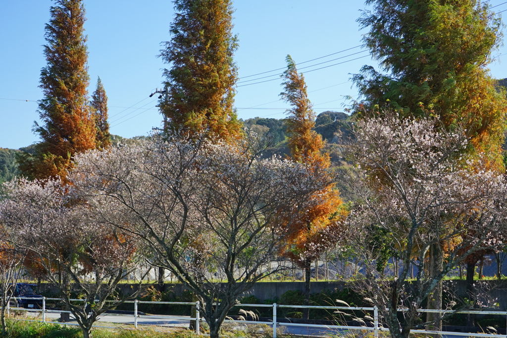 メタセコイア並木3