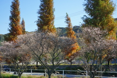 メタセコイア並木3