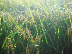 雨上がりの稲穂