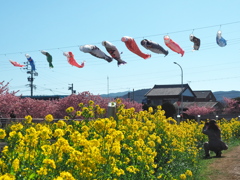 免々田川菜の花・桜まつり2