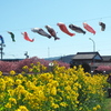 免々田川菜の花・桜まつり2