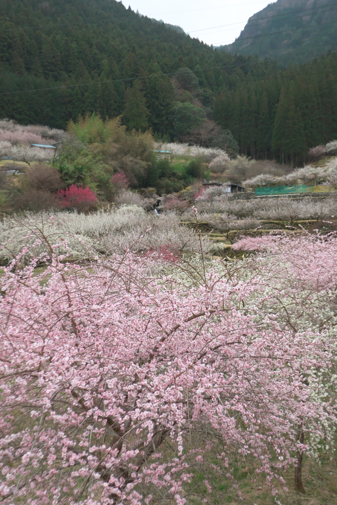 川売の梅2