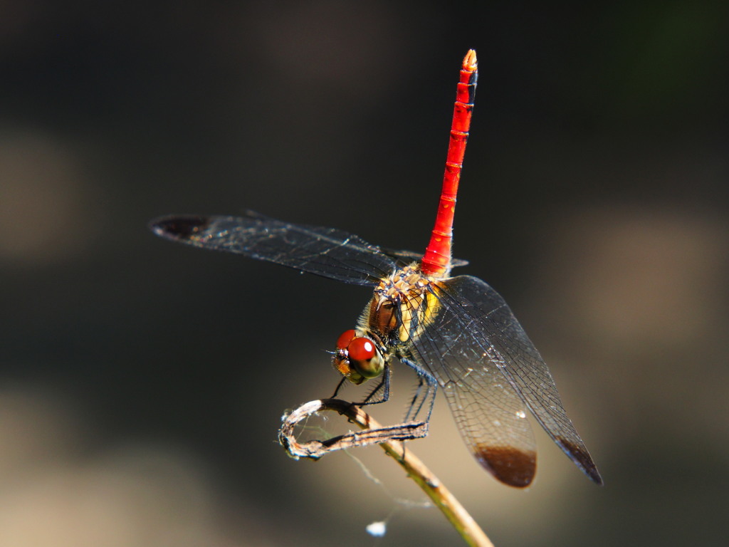 あかとんぼ
