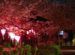 みどり川の桜2