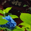 本光寺４