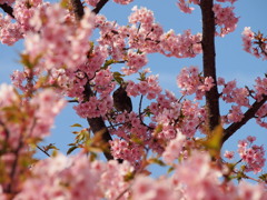 葵桜