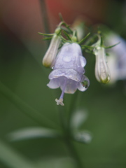 雨の日のツリガネニンジン
