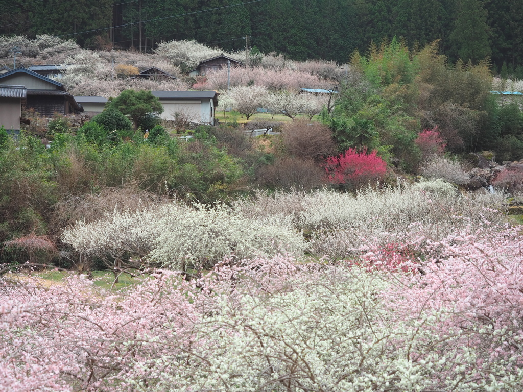 川売の梅1