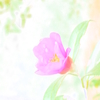 ツバキ