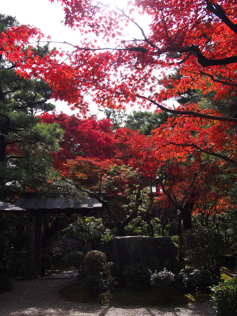 三河西尾の紅葉1