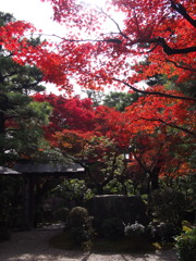 三河西尾の紅葉1