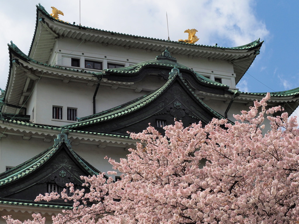 名古屋城の桜2