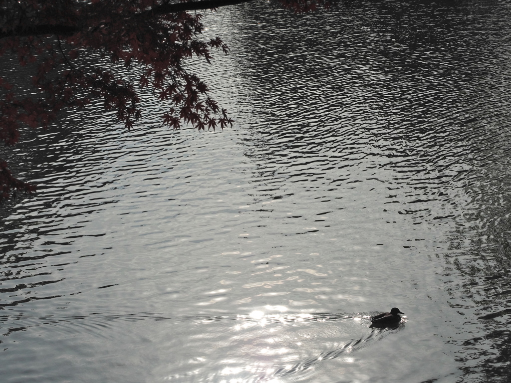 岡崎東公園6