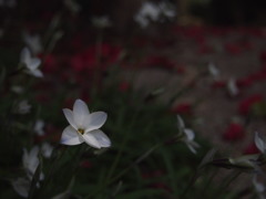 ハナニラ