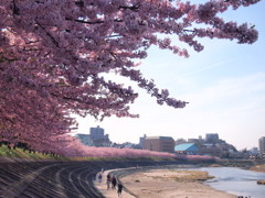 葵桜並木