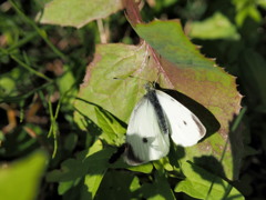 モンシロチョウ