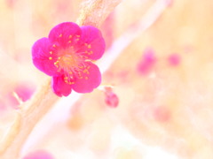 紅梅