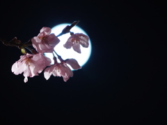 桜月
