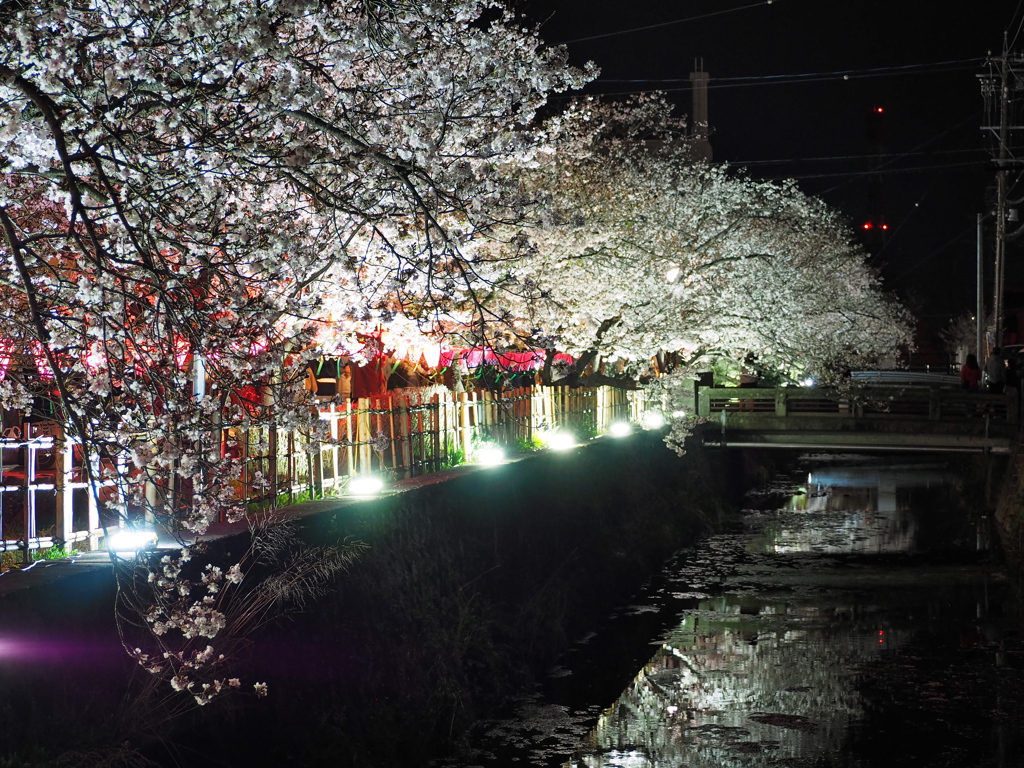 みどり川1