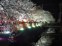 みどり川1