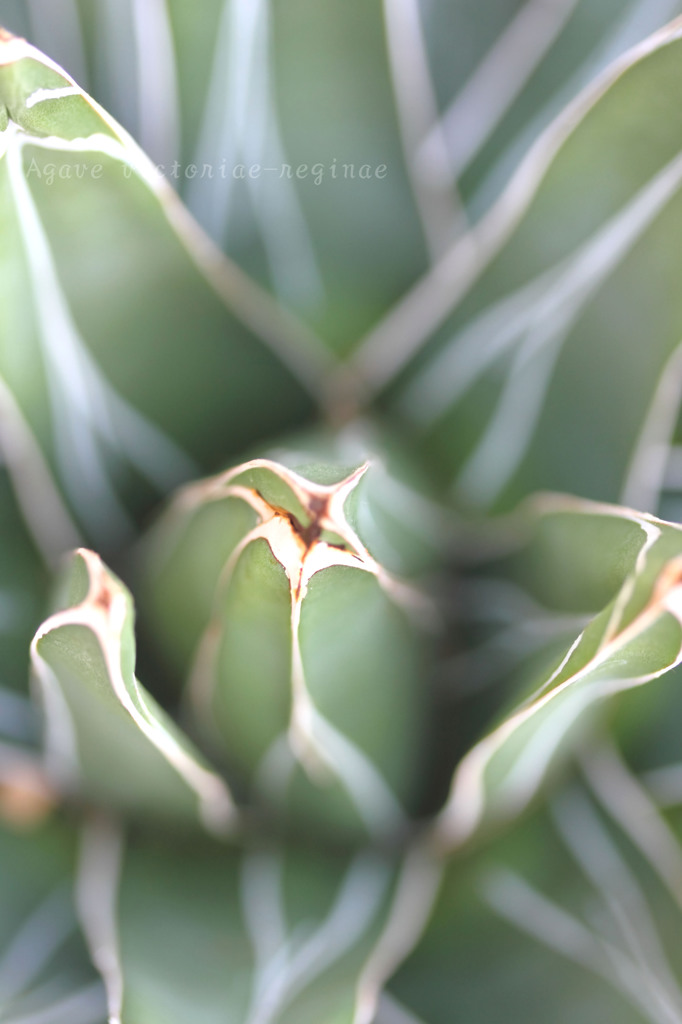 DPP_67016