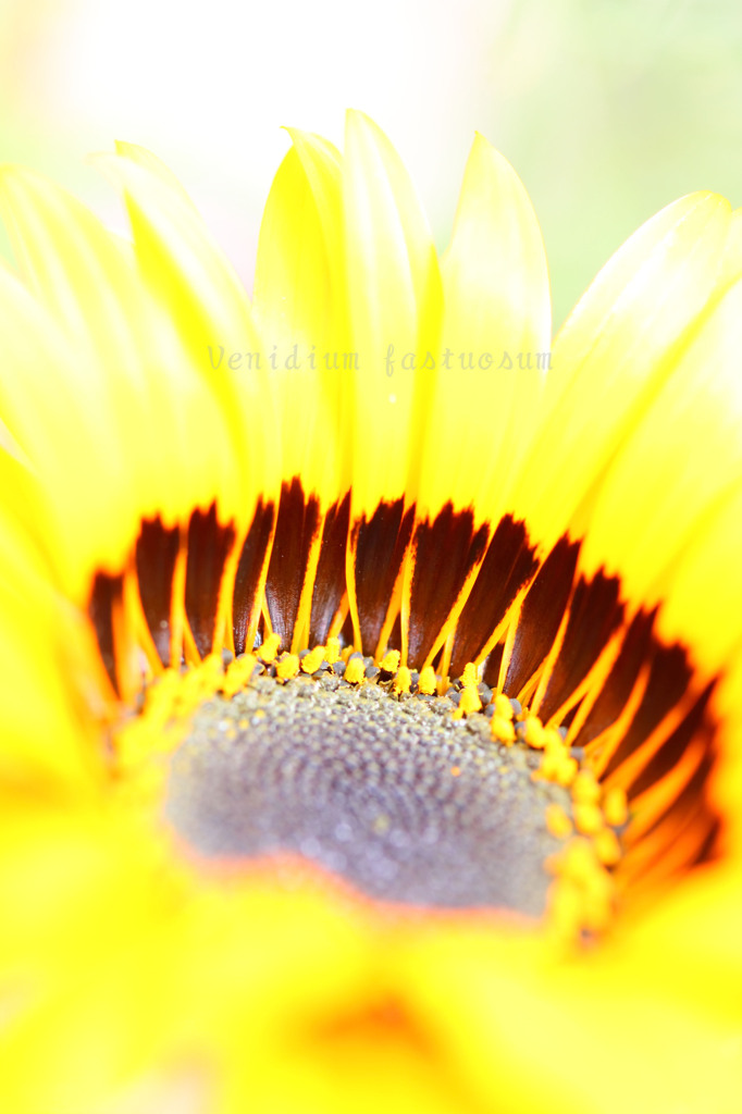 DPP_60912
