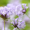DPP_64587
