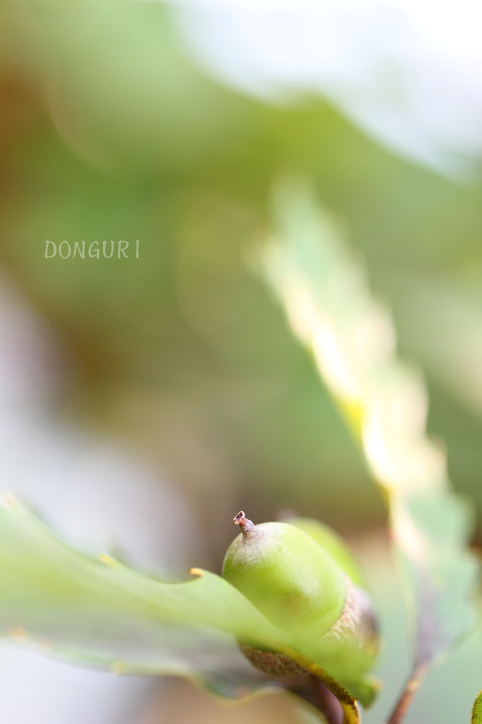 DPP_6562
