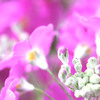 DPP_57847