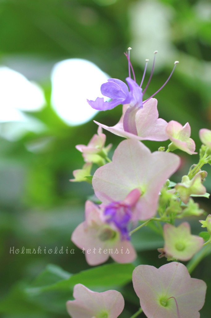 DPP_65502