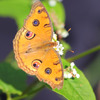 DPP_66166
