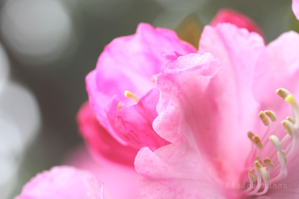 DPP_67003