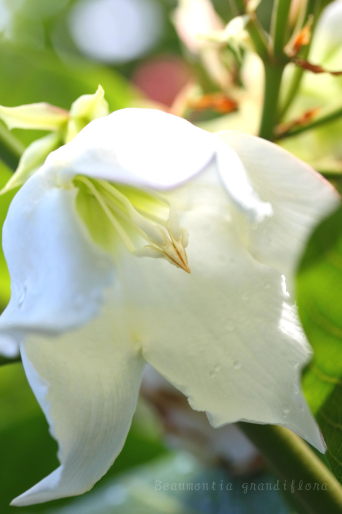 DPP_67017
