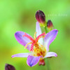 DPP_65514