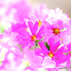 DPP_39241