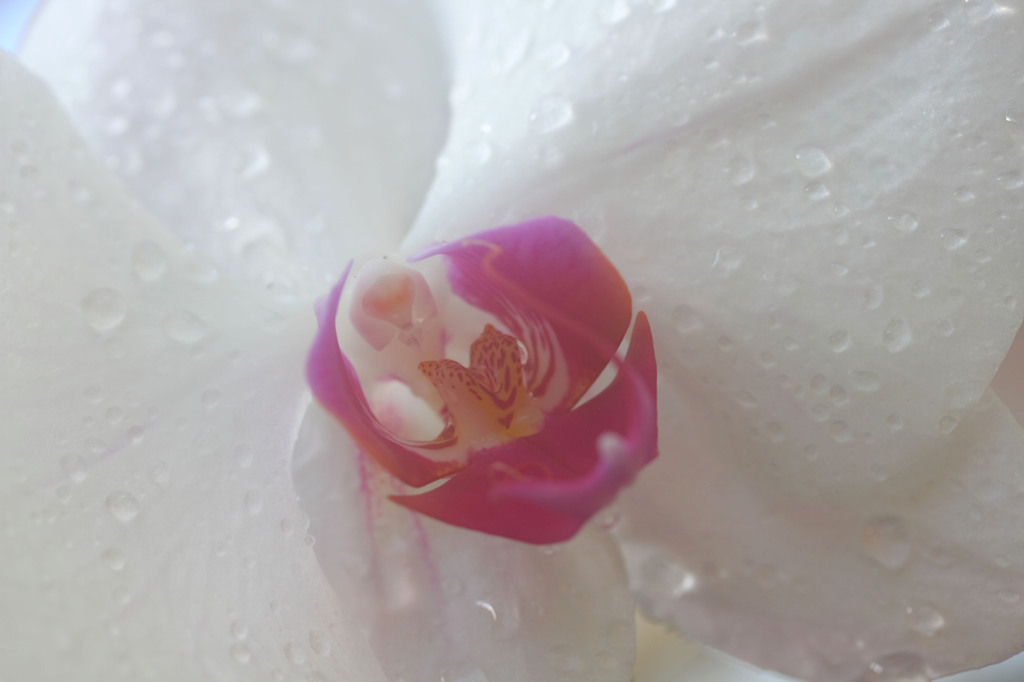 DPP_67017
