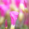 DPP_26271