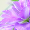 DPP_64975
