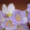 DPP_6466