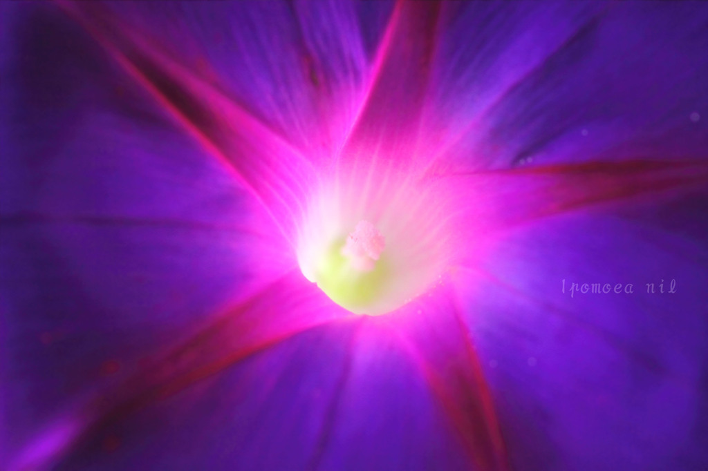 DPP_65702