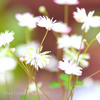 DPP_64801